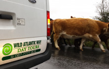 Wild Atlantic Way Day Tours6