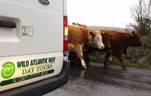 Wild Atlantic Way Day Tours5