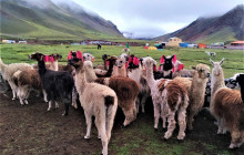 Peru Lima – Cusco – Puno – Arequipa 11 Days
