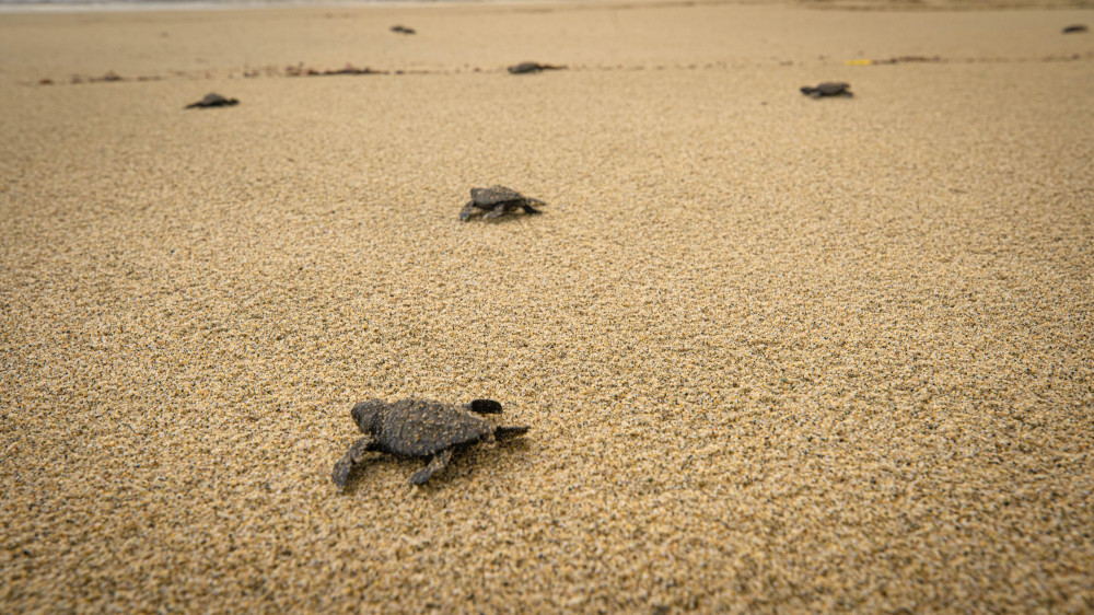 Bioluminescence and Turtle Release Experience from Huatulco - Huatulco ...