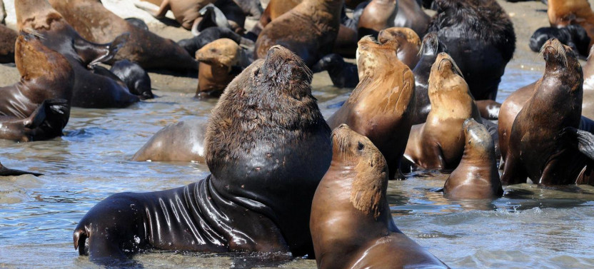Shore Excursion: Puerto Madryn City Tour and Sea Lions