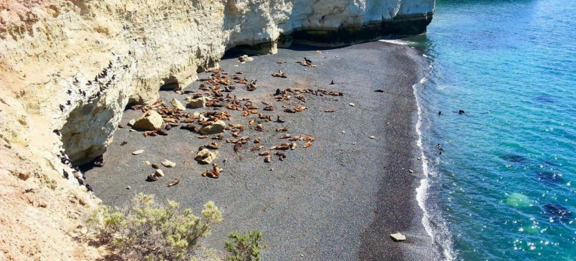 Shore Excursion: Puerto Madryn City Tour and Sea Lions