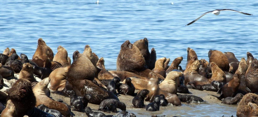 Shore Excursion: Puerto Madryn City Tour and Sea Lions
