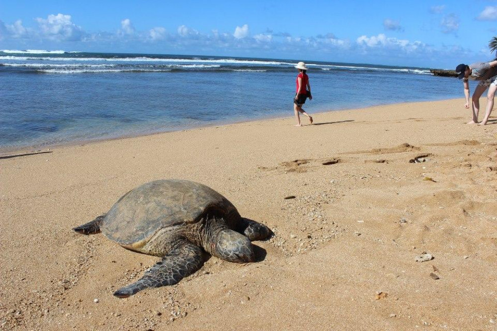 Hawaii’s Original Private Island Tour with Turtle Snorkeling