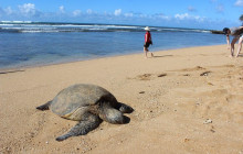 Hawaii Turtle Tours