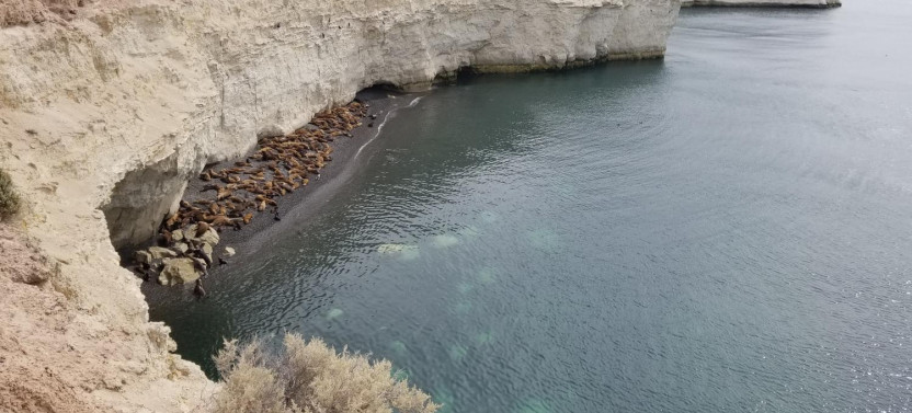 Private Shore Excursion: Puerto Madryn City Tour and Sea Lions