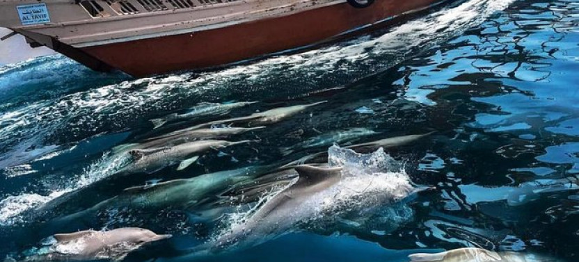Dolphin Watching & Snorkeling