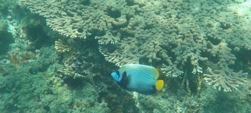 Dolphin Watching & Snorkeling