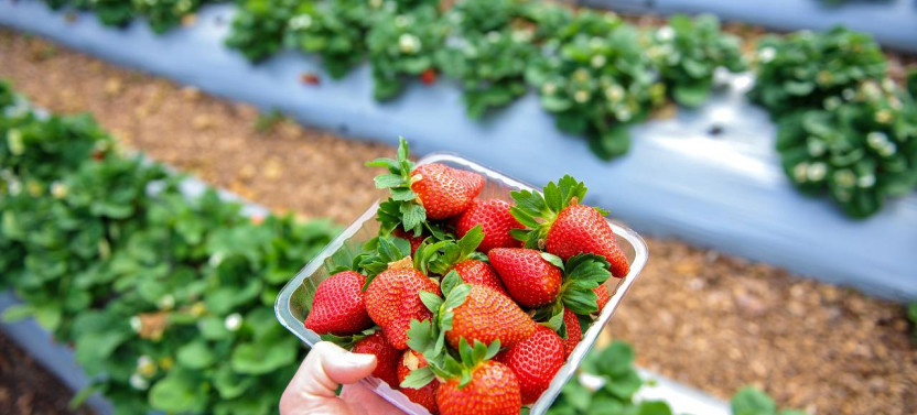 Mornington Peninsula Food Trail Tour by Private Car