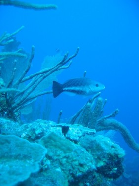 Referral Diver Course
