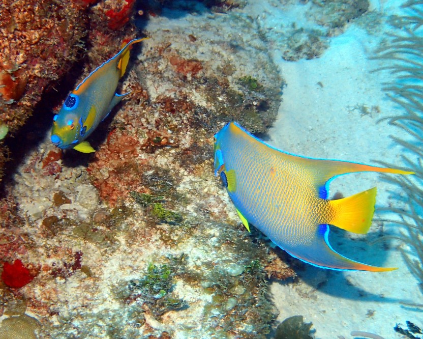Open Water Diver Course