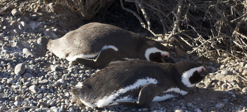 Private Shore Excursion: Penguins at Punta Tombo
