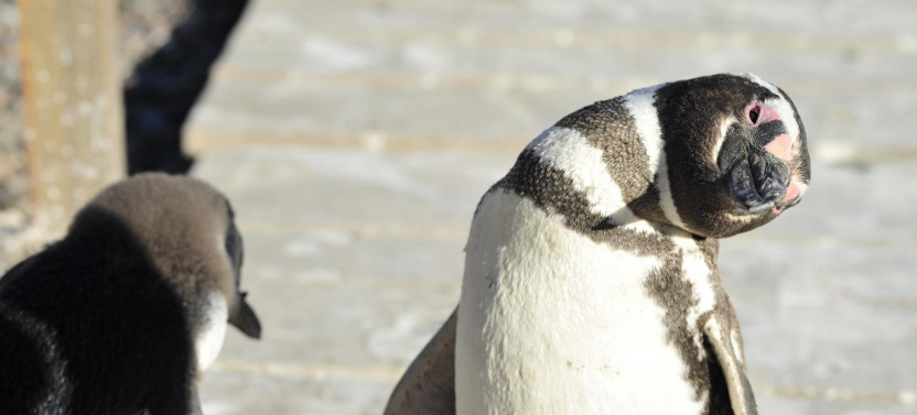 Private Shore Excursion: Penguins at Punta Tombo