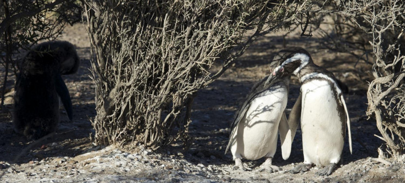 Private Shore Excursion: Penguins at Punta Tombo