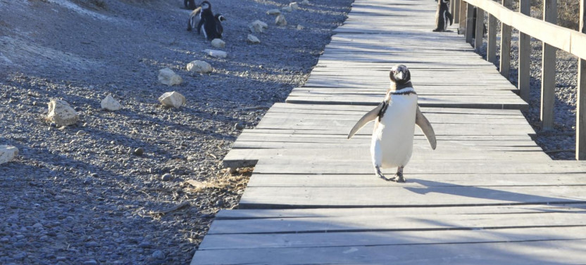 Private Shore Excursion: Penguins at Punta Tombo