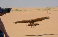 Platinum Falconry and Desert Wildlife Safari