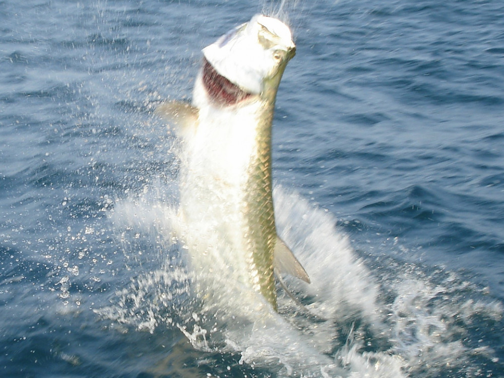 Key Largo Backcountry Fishing Trip 4 Hr Key Largo Project Expedition