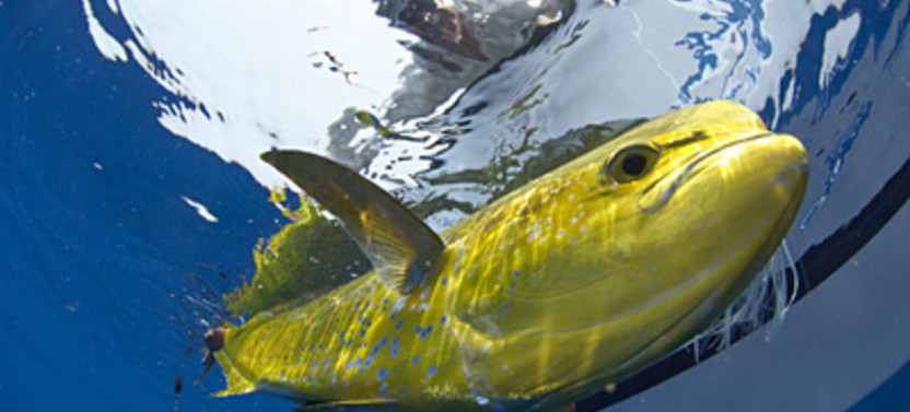 Orlando Deep Sea Fishing - 5 Hr