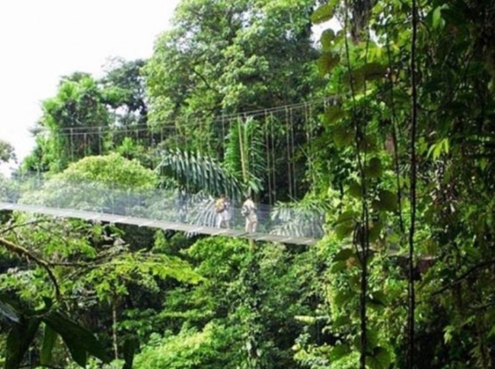 Hanging Bridges - La Fortuna | Project Expedition