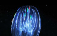 Thousand Islands Mangrove Tunnel & Bioluminescent Sunset Kayak
