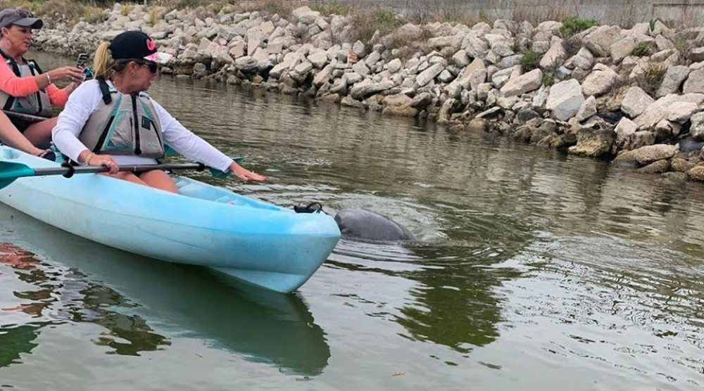 Wildlife Refuge Manatee & Dolphin Kayak or Paddleboard Tour