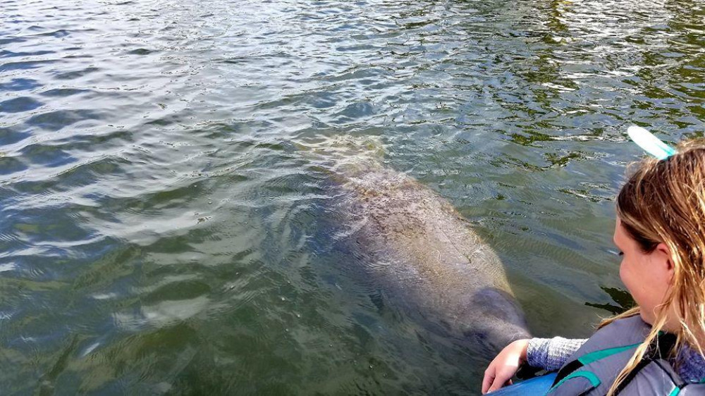 Wildlife Refuge Manatee & Dolphin Kayak or Paddleboard Tour