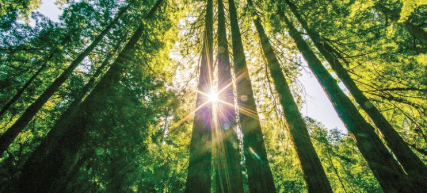 Muir Woods + Sausalito Tour from San Francisco