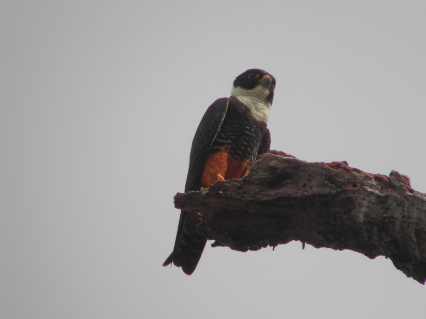 Bird Watching Around Arenal Area