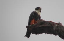 Bird Watching Near The Arenal Volcano