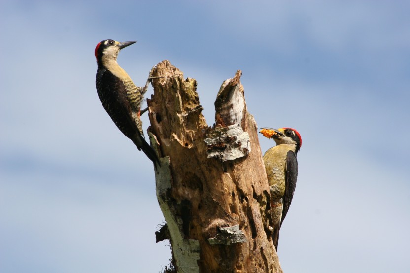 Bird Watching Around Arenal Area