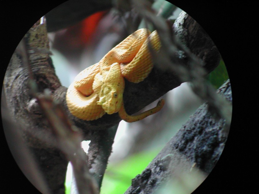 Children’s Eternal Rainforest Hike