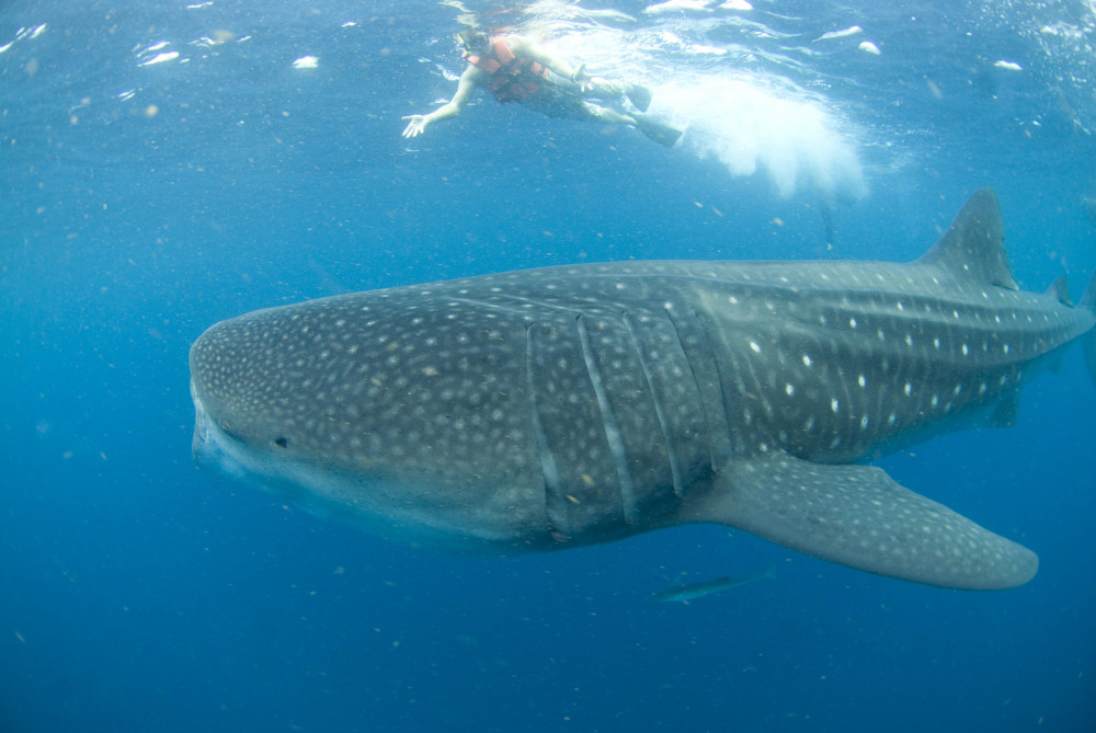 Whale Shark Tour