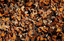 7-Day Monarch Butterfly Tour