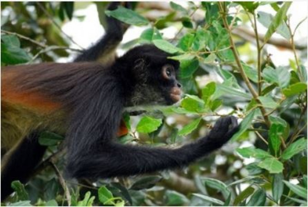 Spider Monkey, Coba & Cenote Tour