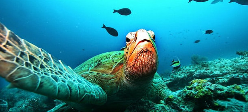 Marine Turtle Snorkel Tour