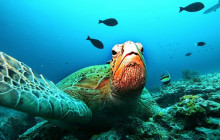 Marine Turtle Snorkel Tour