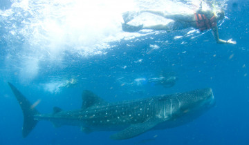 A picture of 7-Day Whale Shark Tour