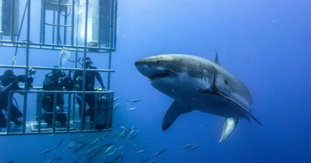 5-Day White Shark Diving Guadalupe Island