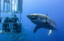 5-Day White Shark Diving Guadalupe Island