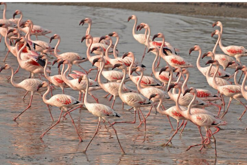 Flamingos & Birdwatching Bike Tour In The Venetian Lagoon