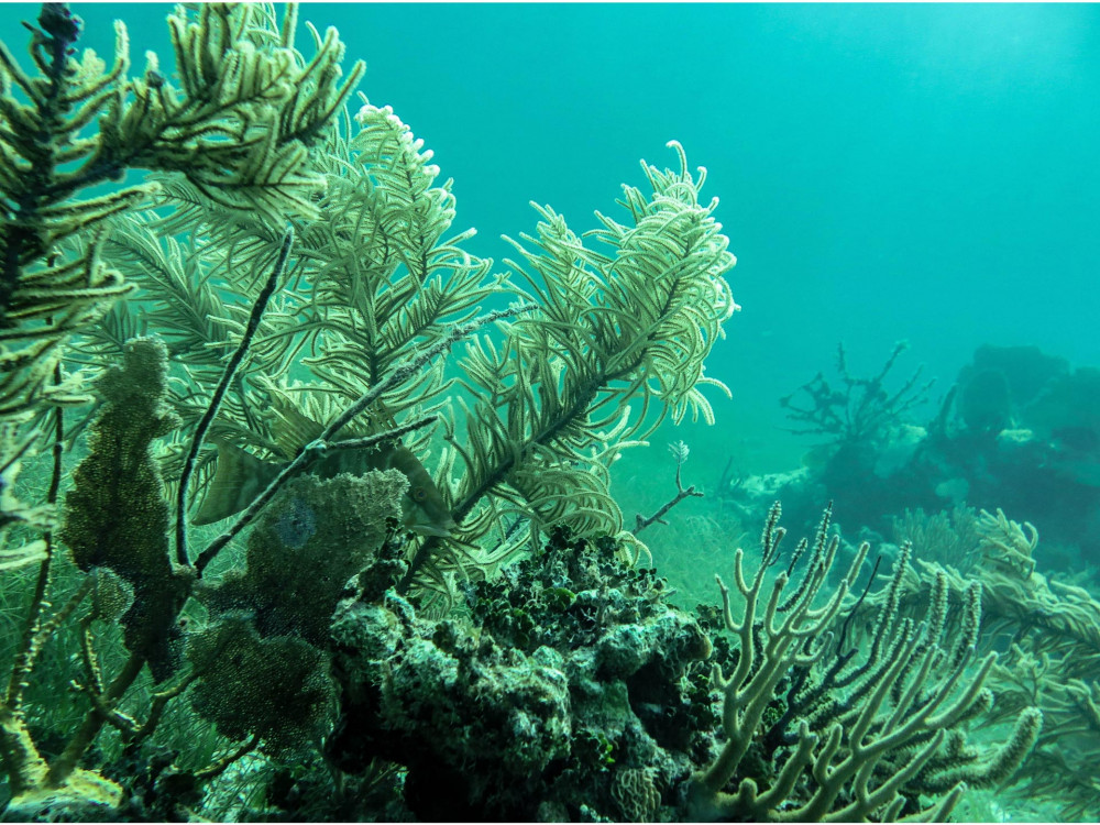 Isla Mujeres Snorkeling Tour from Cancun Cancun Project Expedition