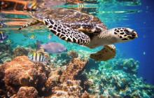Tulum Turtle Swim and Snorkel Tour from Cancun