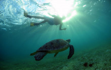 Tulum Turtle Swim and Snorkel Tour from Cancun