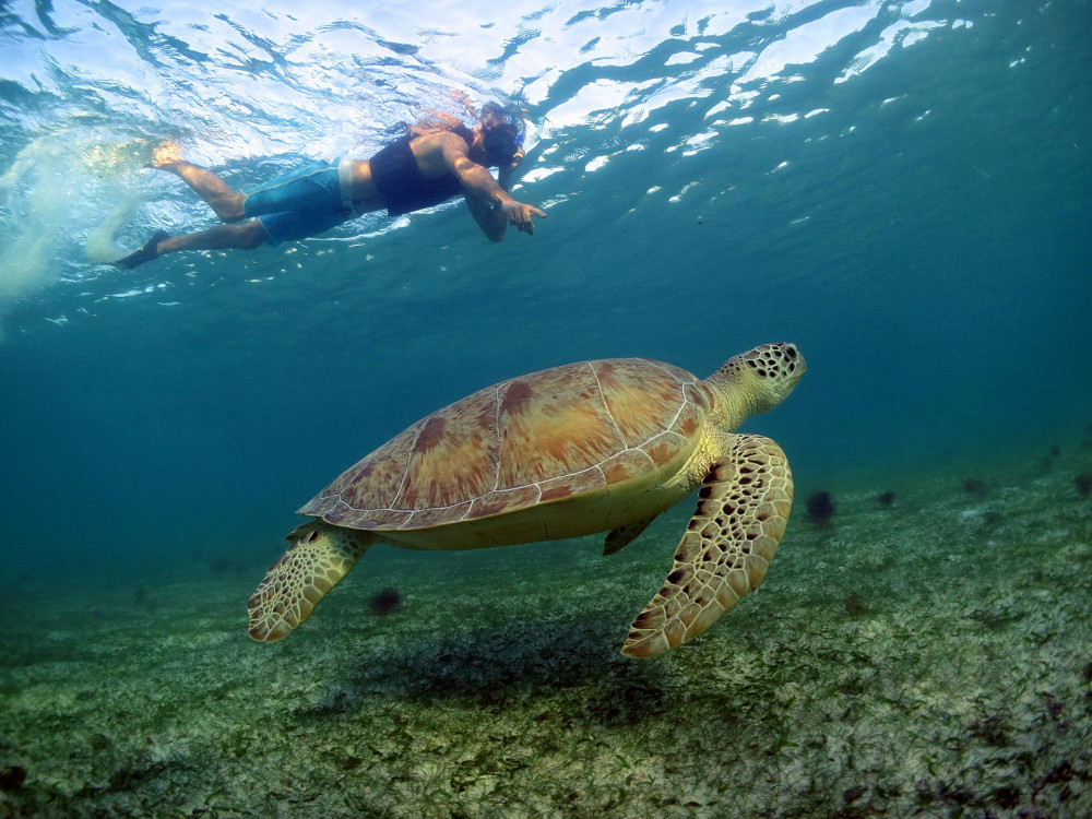 cancun turtle excursion