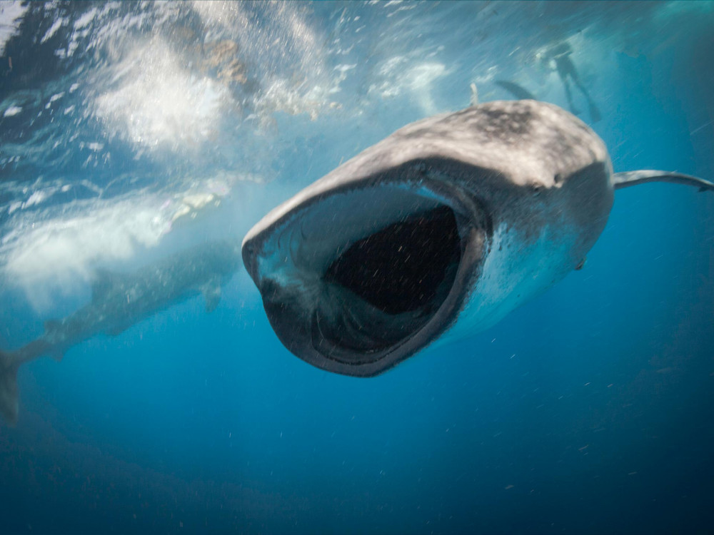 Whale Shark Adventure