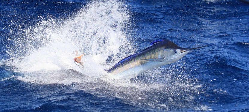 Private Fishing Charter on 47ft Vessel Buddy Davis, 'Ku'ula Kai'