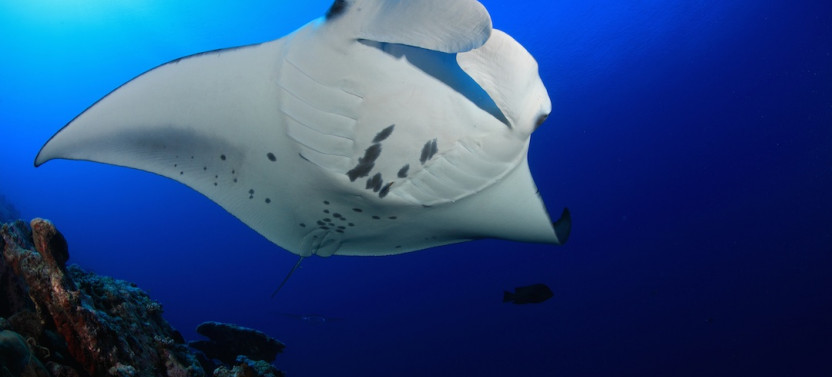 First Manta Ray Night Snorkeling Tour