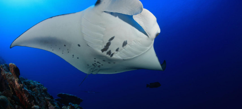 Second Manta Ray Night Snorkeling Tour