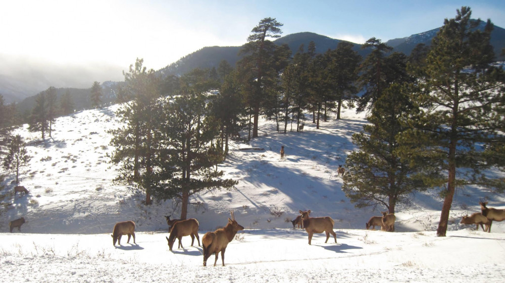 Private Snowshoeing Tour from Denver/Boulder