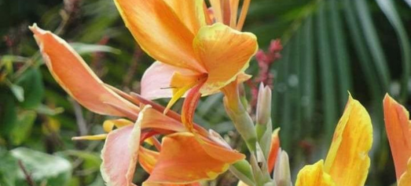 St Lucia Northern Island Tour